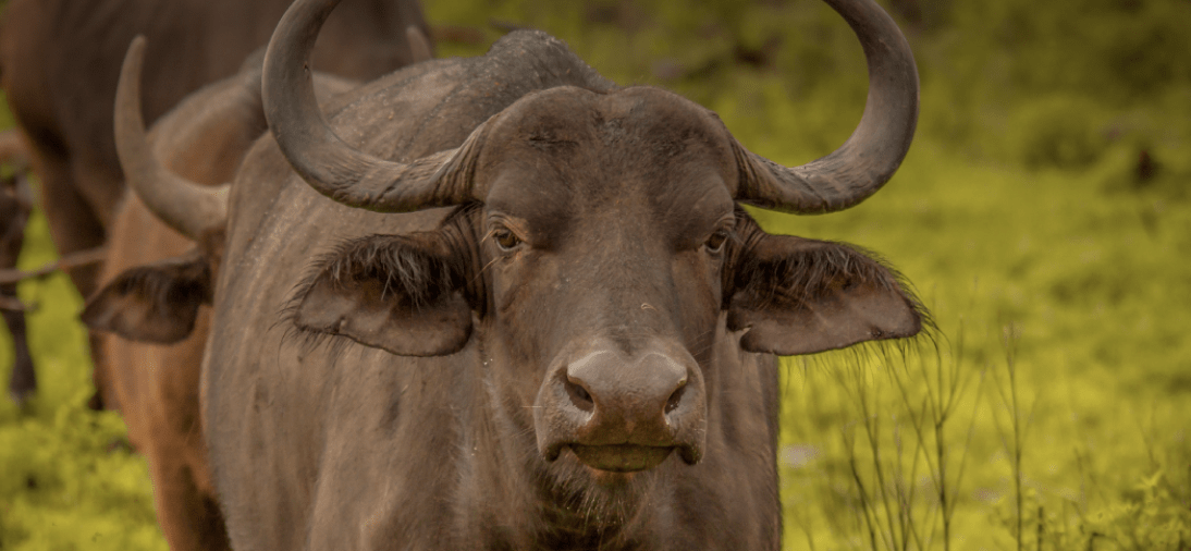 Buffalo Milk Delivery | Farm Finest