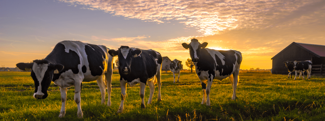 Fresh Cow milk delivery | Farm Finest 