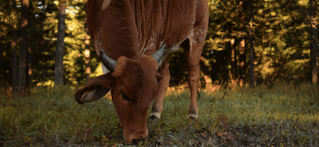 A2 Gir Cow Milk | Farm Finest